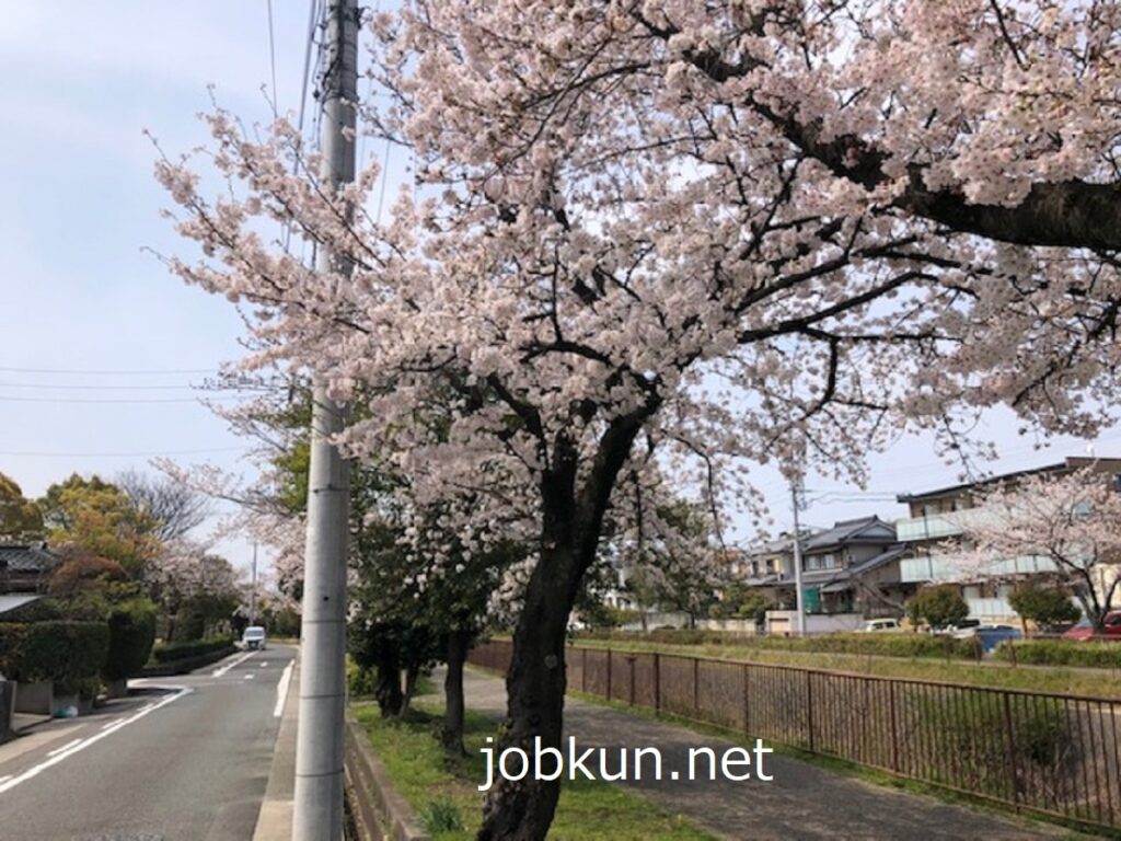 ポスティングのバイト途中に眺めた桜